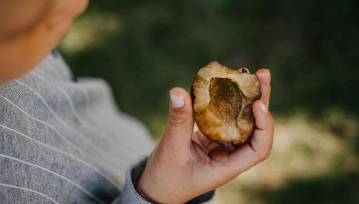 ciruela comer beneficios potasio 