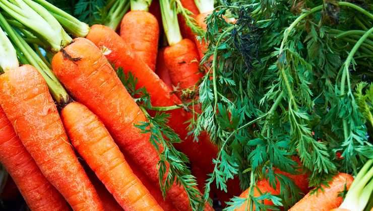 Las propiedades de las zanahorias benefician a tu cuerpo