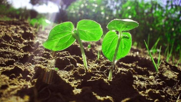 Son muchos los beneficios de las plantas medicinales