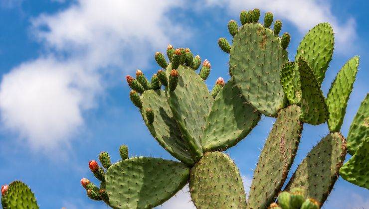 Pocos conocen los beneficios de los cactus